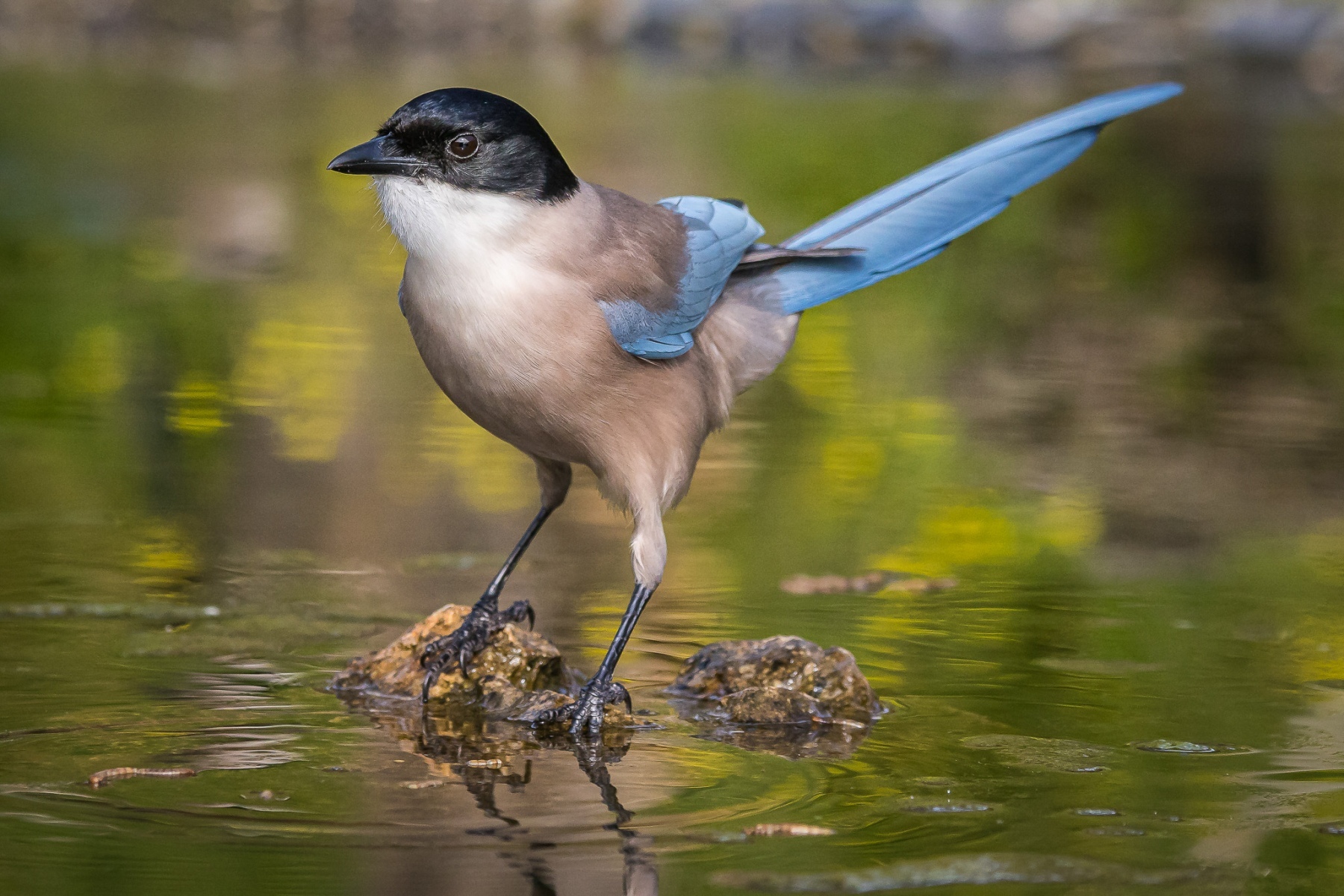 51083550337_3ff383d87f_or