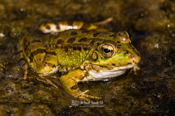 Ranas