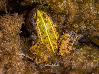 Anfibios