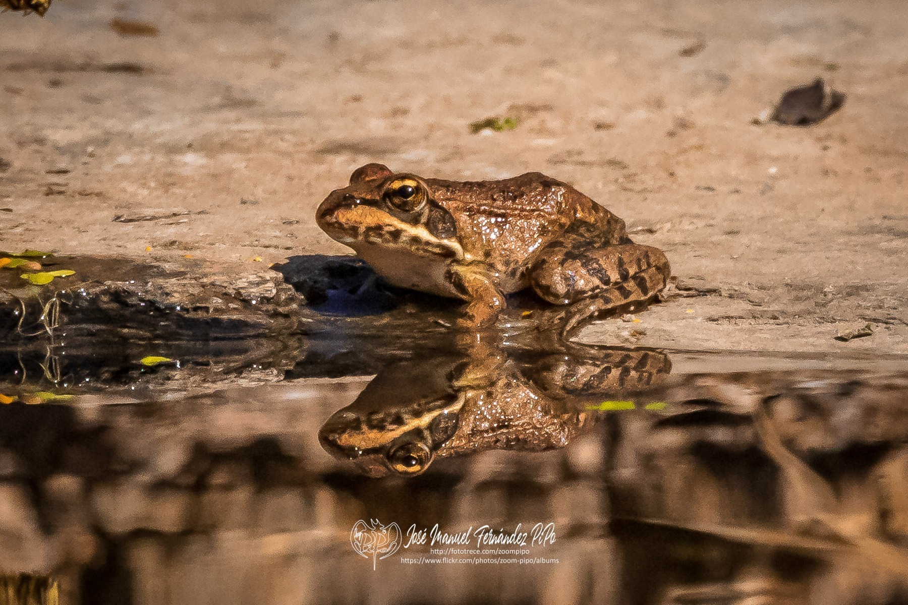 50288841853_c3b4d934d0_or