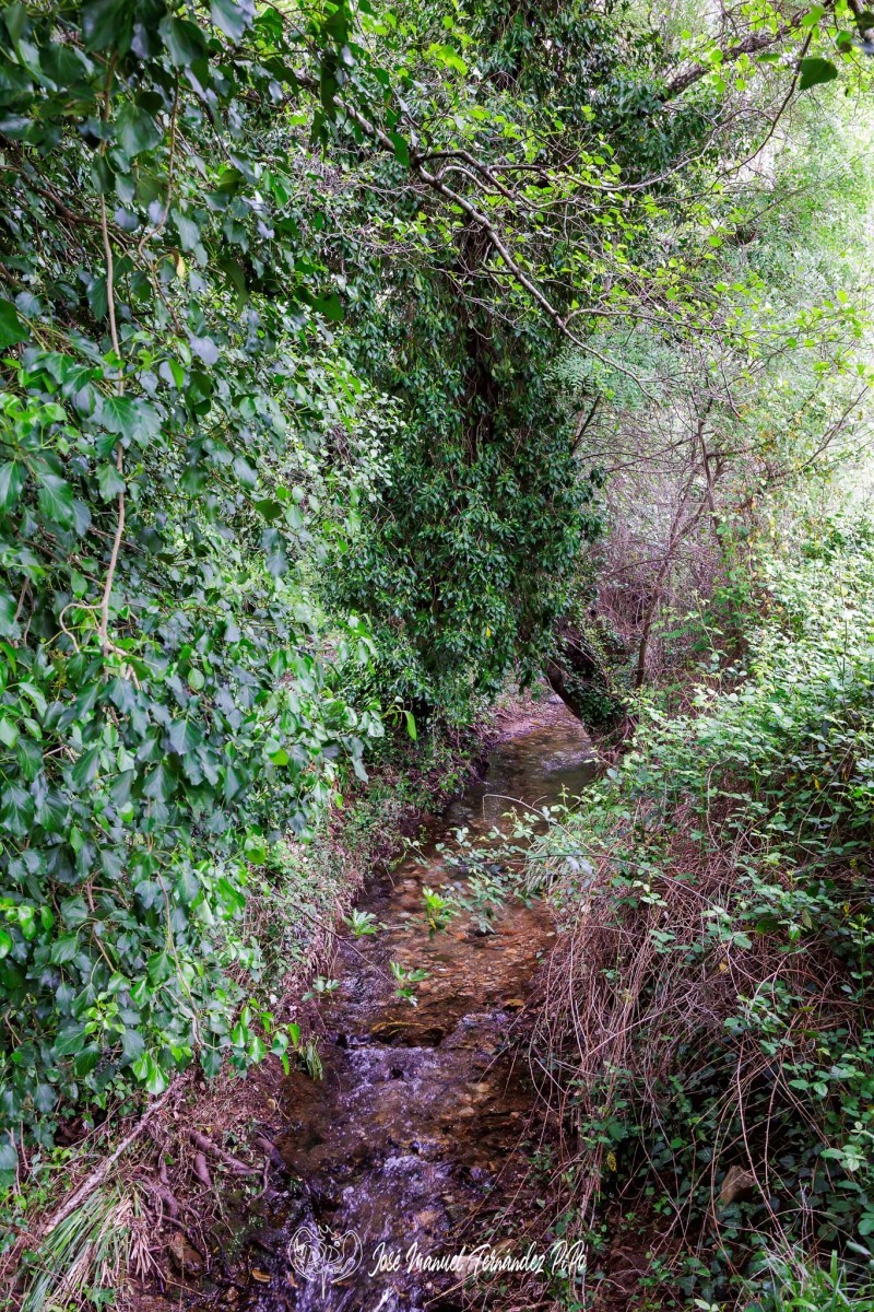 PiPo_651299-Erl