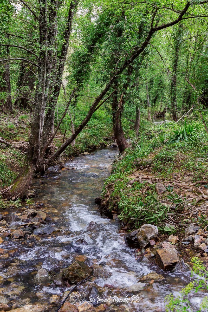 PiPo_651321-HDR-Erl