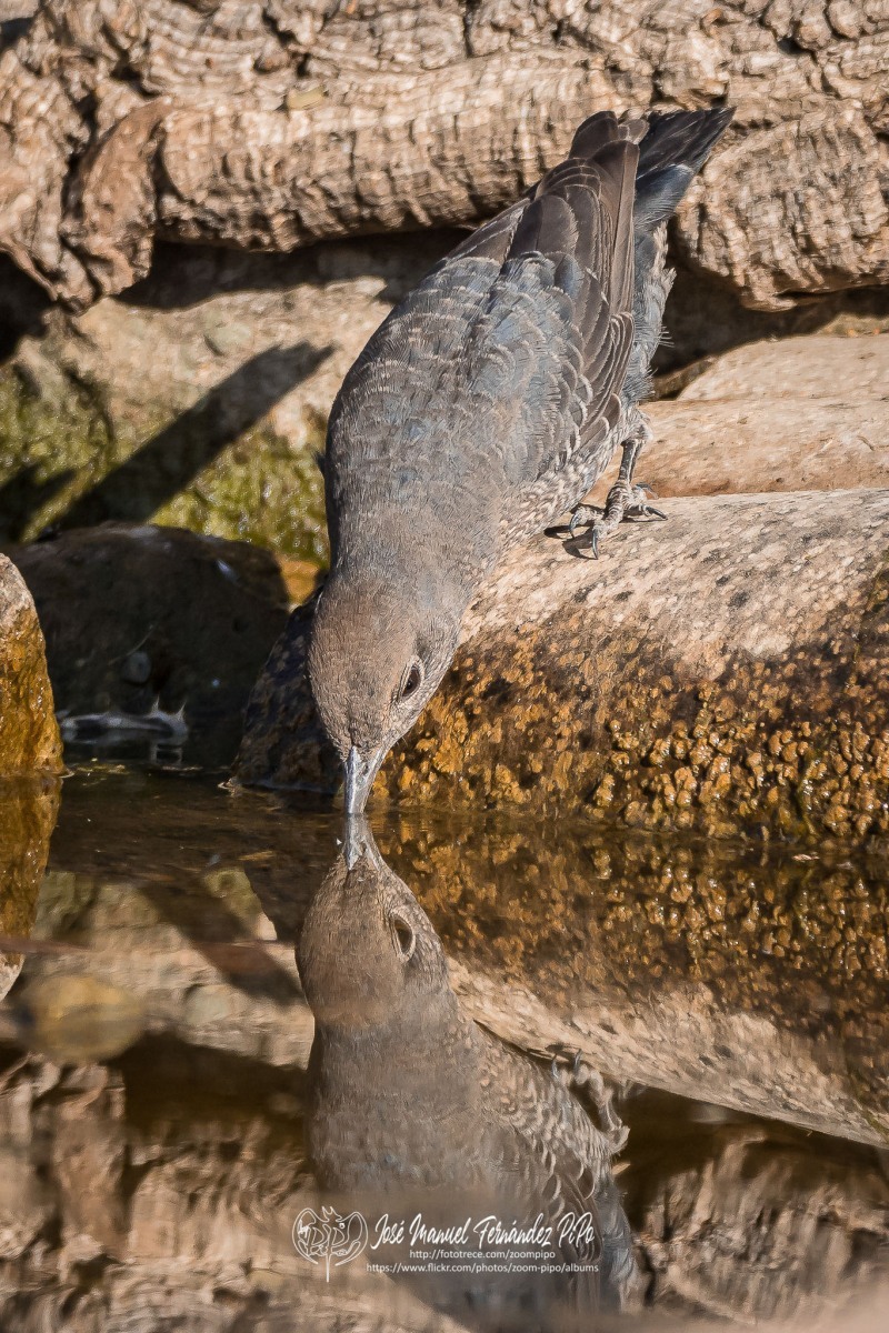 50505439401_cf11311629_or