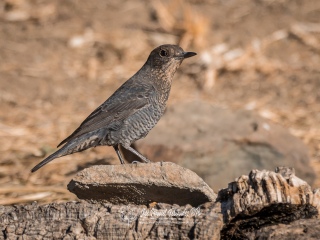 Roquero Solitario. Monticola Solitarius
