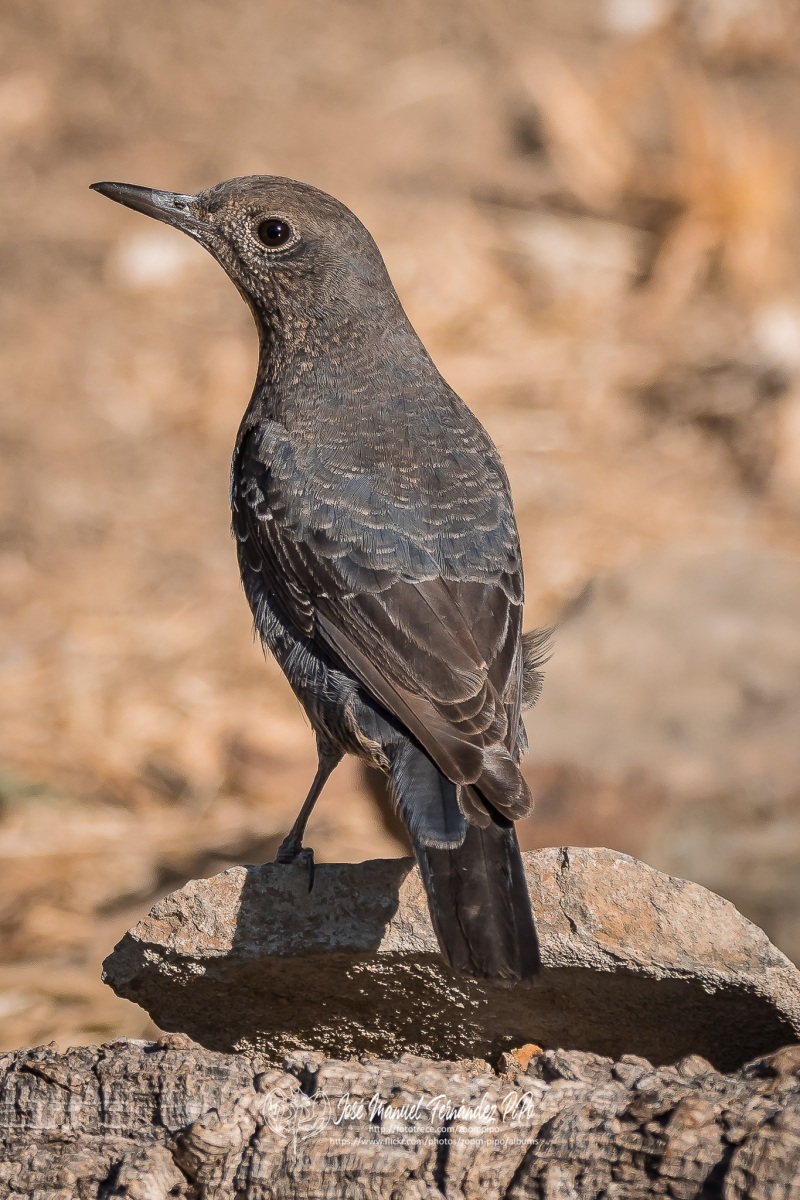 50703283576_376e0763f5_or