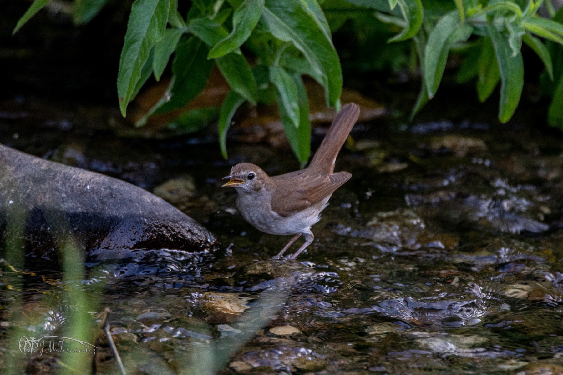 47942335151_33af115c25_or