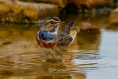 Ruiseñor Pechiazul. Luscinia Svecica.