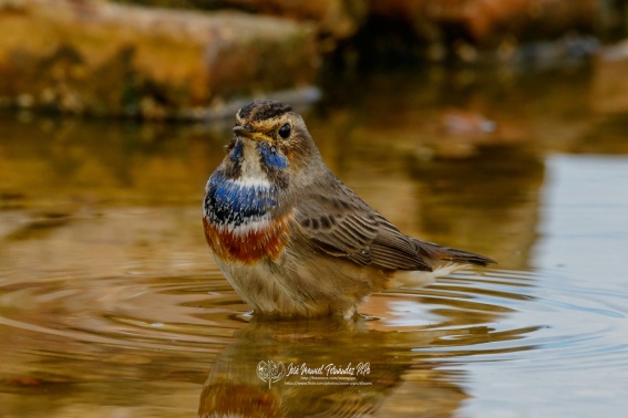 Ruiseñor Pechiazul. Luscinia Svecica.