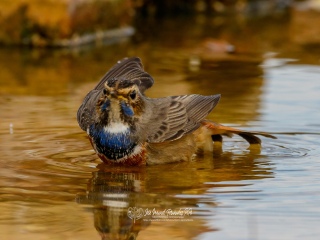 Ruiseñor Pechiazul. Luscinia Svecica