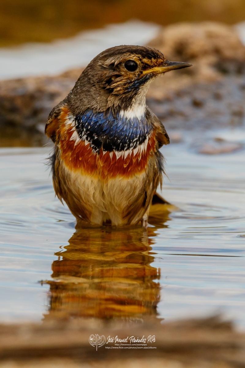 49352478687_d92a943bab_or