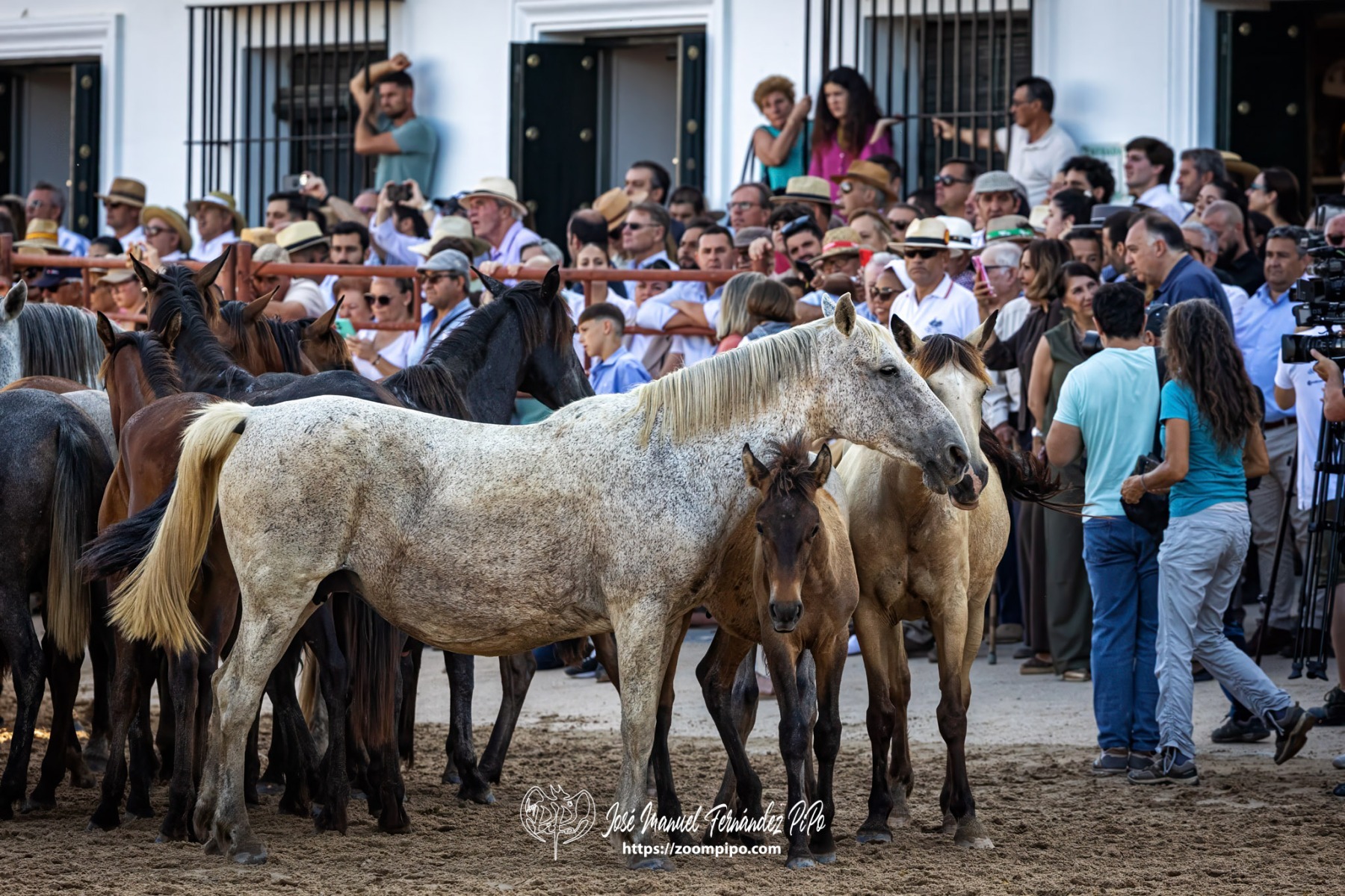 PiPo-0813072-E-E
