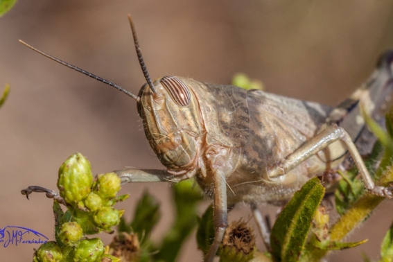 Saltamontes