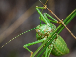 Insectos