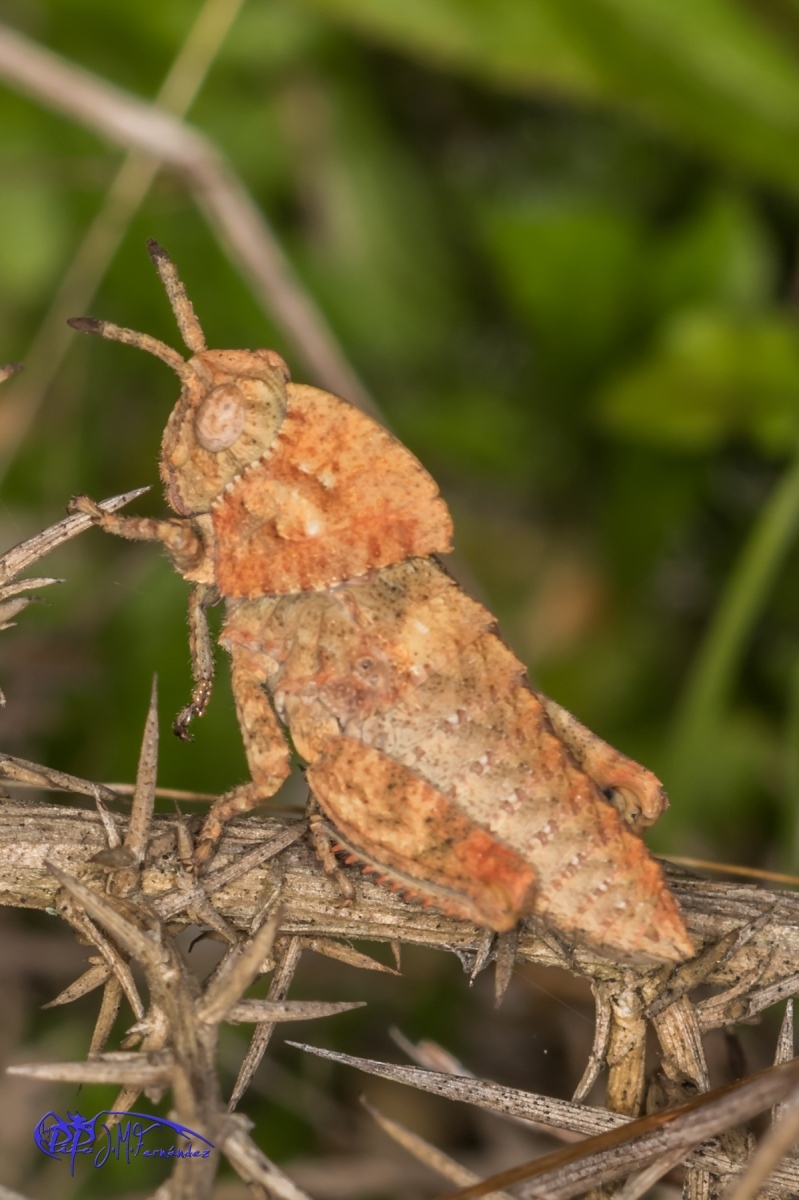 16773246551_356ab49eaf_o