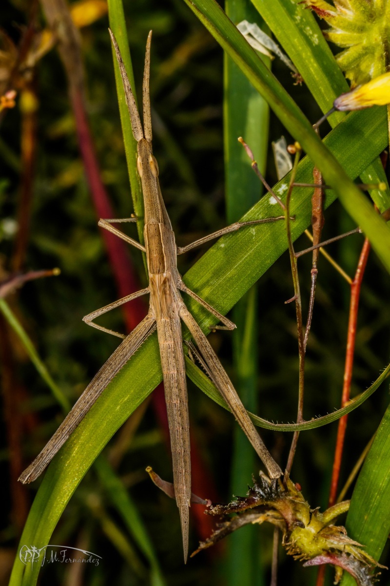 43256083304_e3b9ce1f1a_o