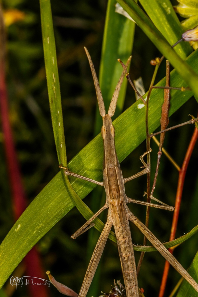 43256083344_8137dc28a2_o