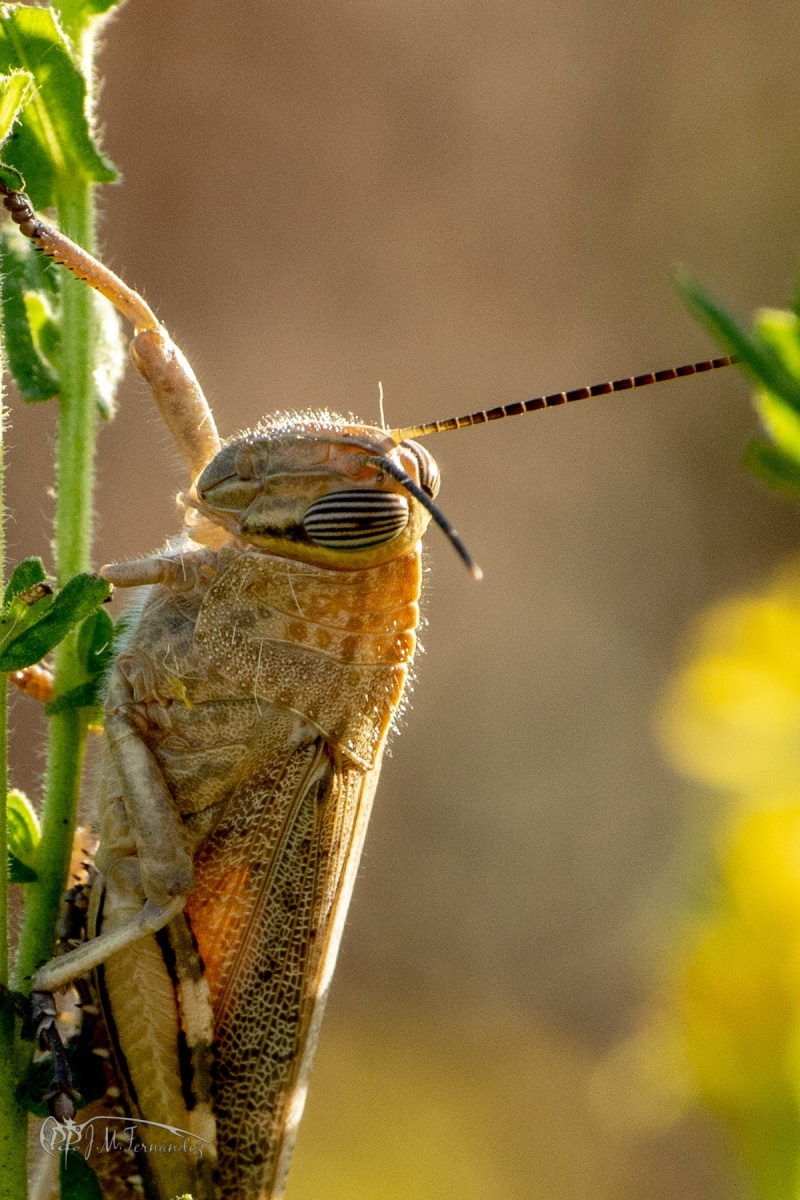 44390180264_a473cc4a7b_o