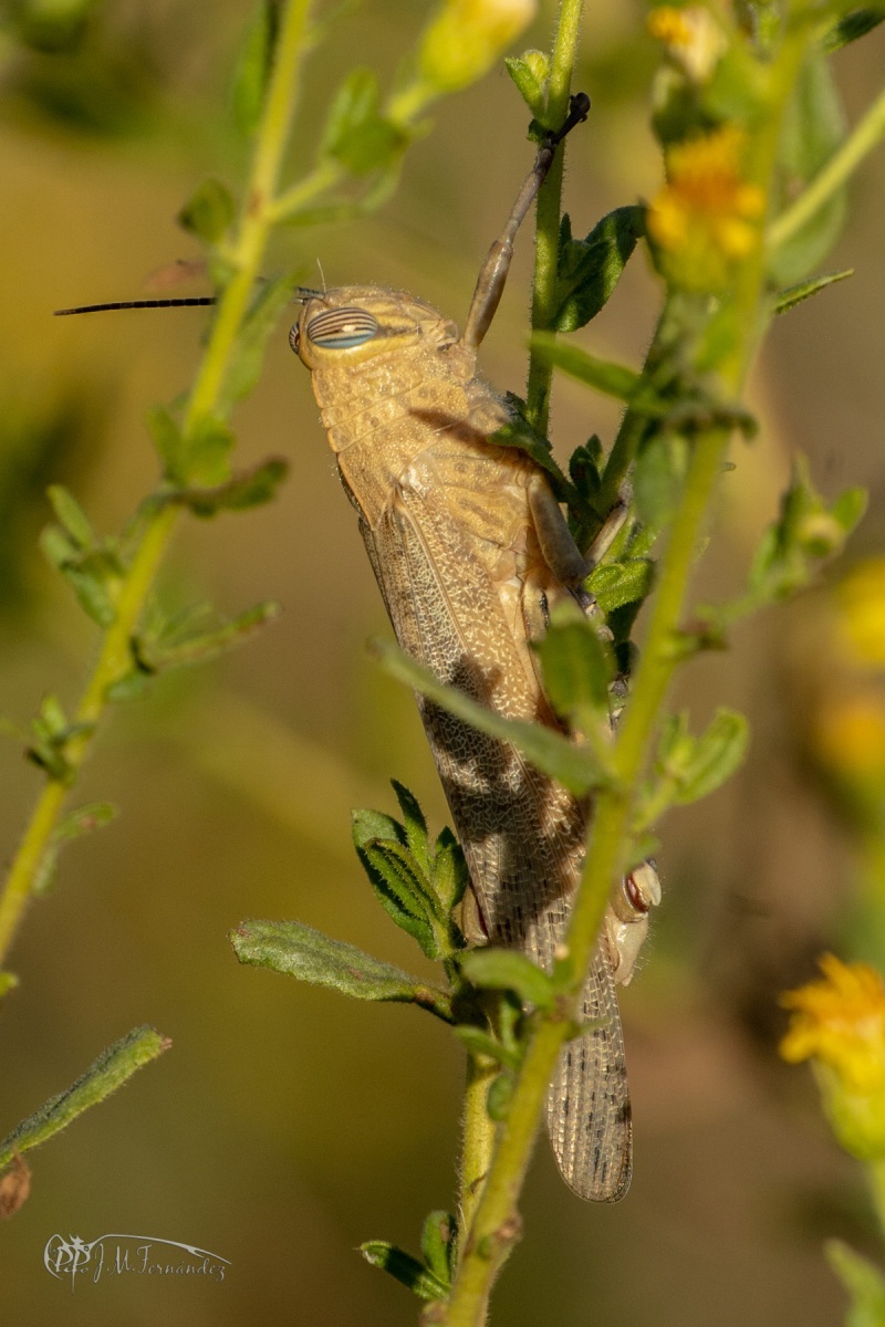 45110677301_10166c4803_o