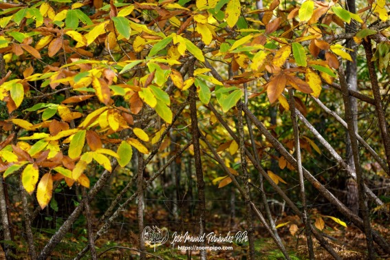 Sendero Bosque Encantado 07-11-24