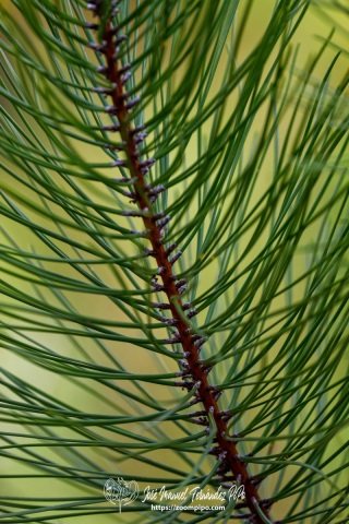 PiPo_732520-E-Erl
