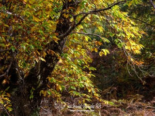 Sendero Bosque Encantado 07-11-24