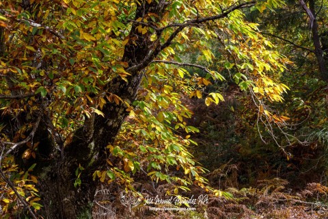 Sendero Bosque Encantado. 07-11-24