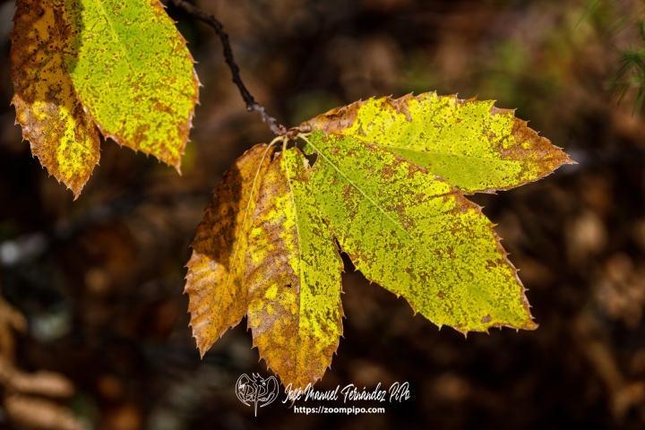 PiPo_732530-E-Erl