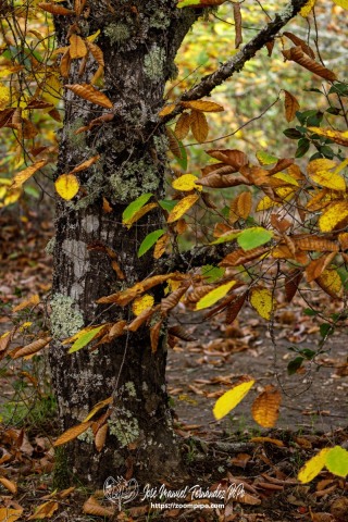 PiPo_732531-E-Erl