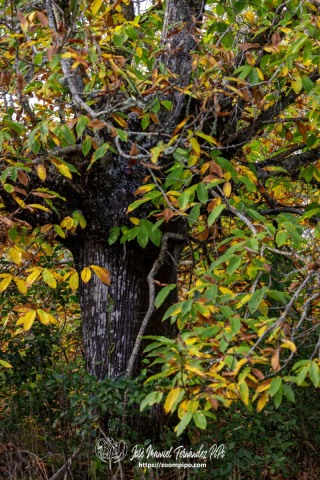 PiPo_732536-E-Erl
