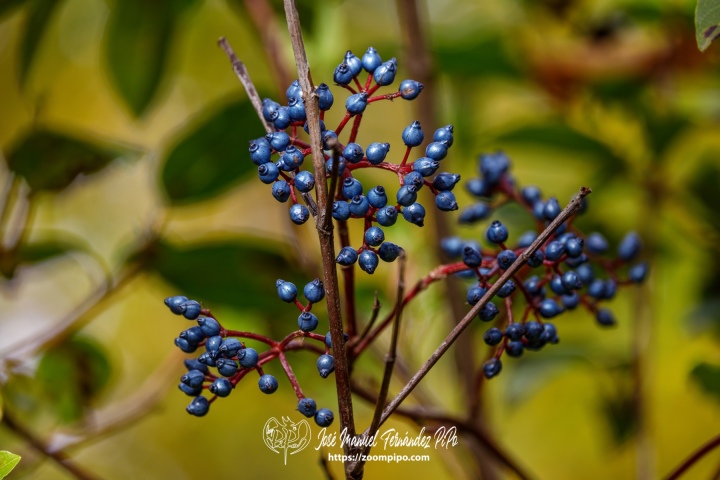 PiPo_732544-E-Erl