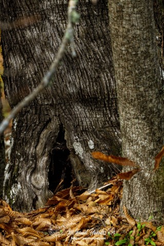PiPo_732546-E-Erl