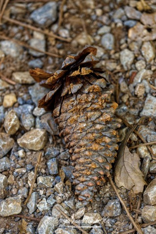 PiPo_732549-E-Erl