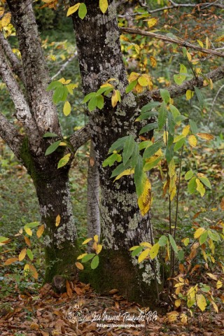 PiPo_732554-E-Erl