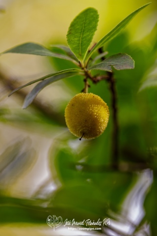 PiPo_732559-E-Erl