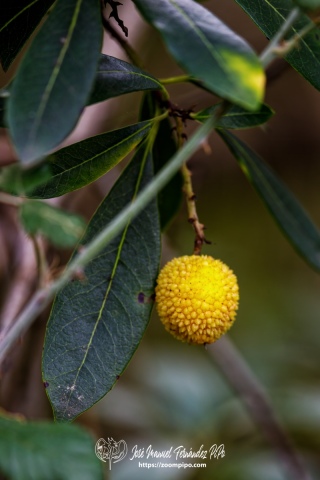 PiPo_732562-E-Erl