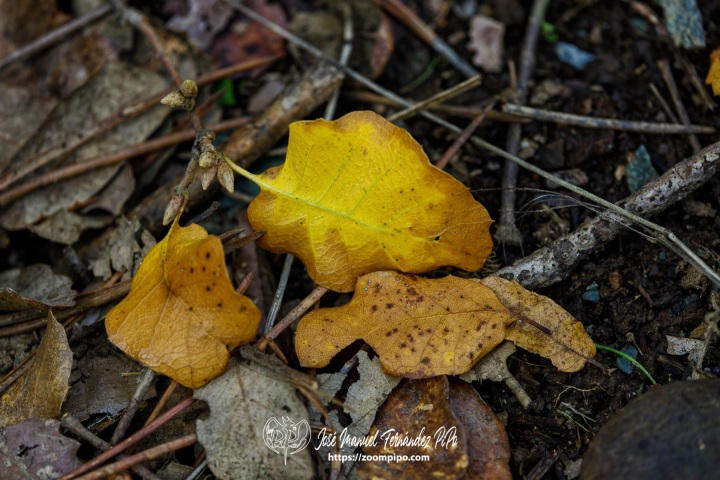 PiPo_732563-E-Erl