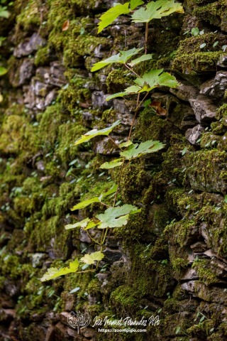 PiPo_732565-E-Erl