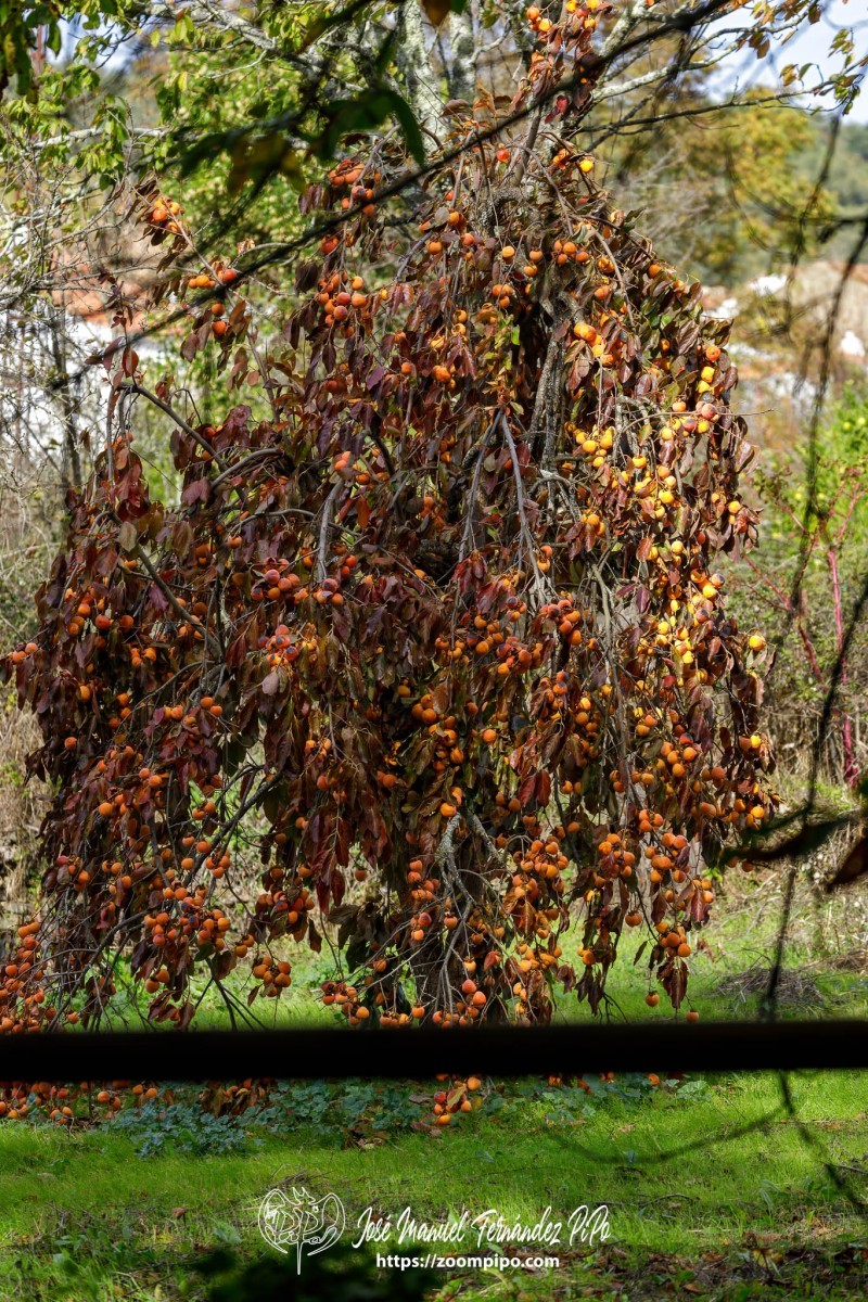 PiPo_732566-E-Erl