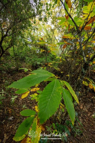 PiPo_732575-E-Erl