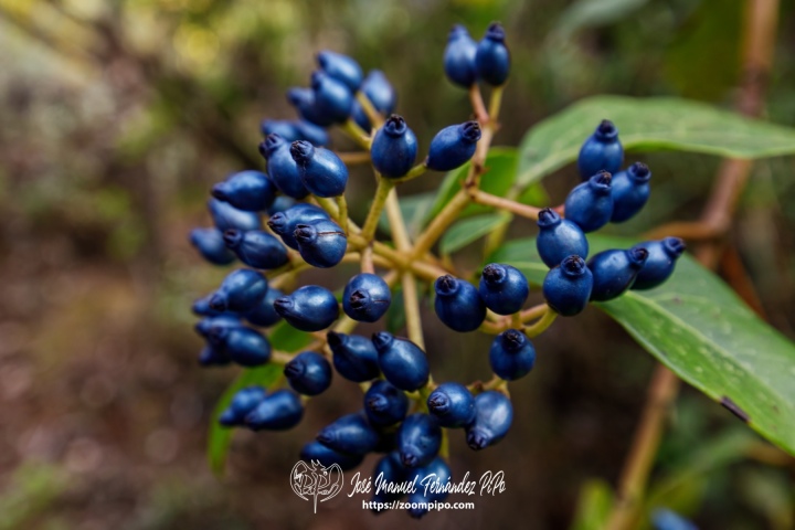 PiPo_732576-E-Erl