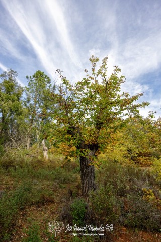 PiPo_732579-E-Erl