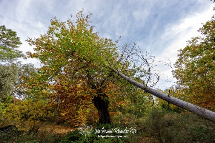 PiPo_732582-E-Erl
