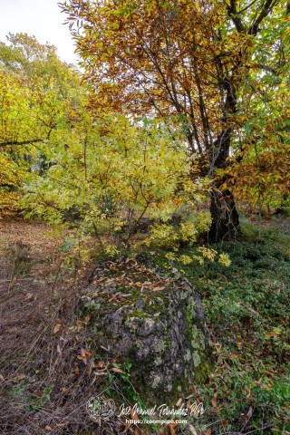 PiPo_732584-E-Erl