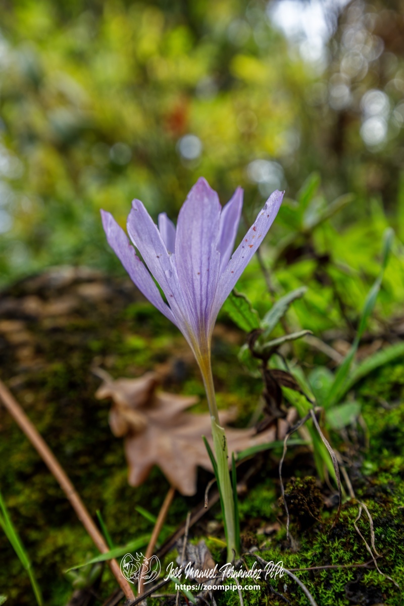 PiPo_732601-E-Erl