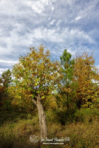 PiPo_732650-E-Erl