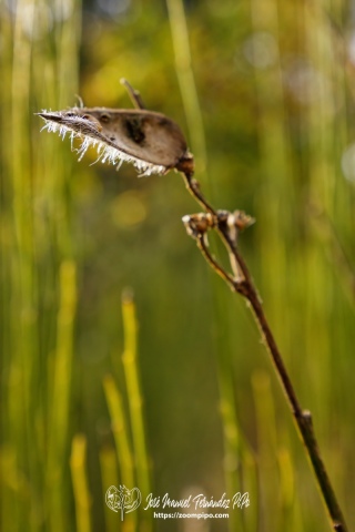 PiPo_732672-E-Erl