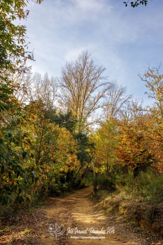 PiPo_732685-E-Erl