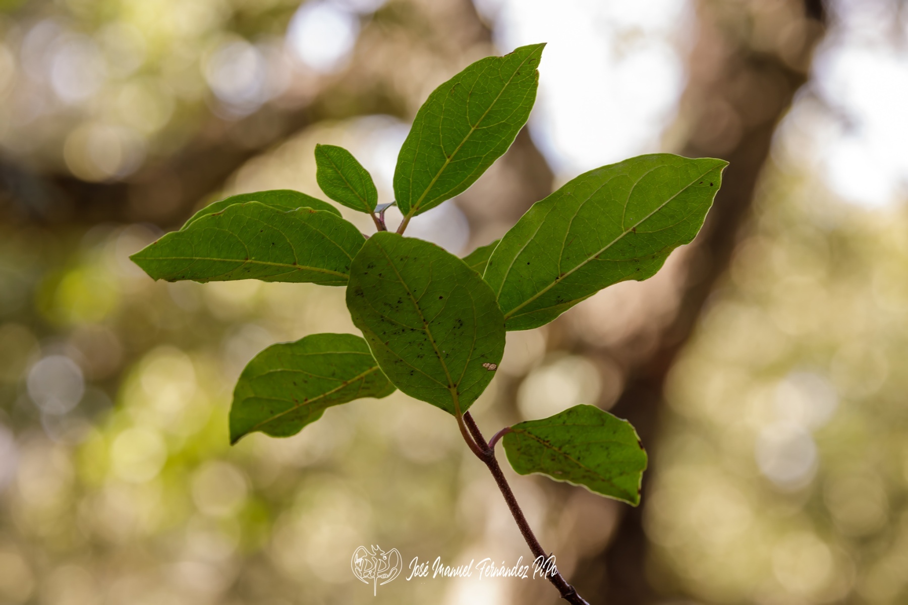 PiPo_732223-Erl