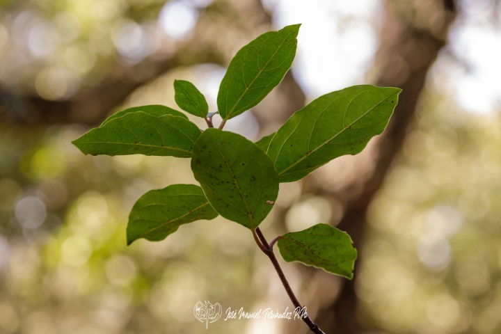 PiPo_732223-Erl