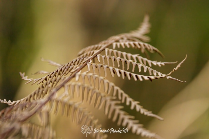 PiPo_732231-Erl